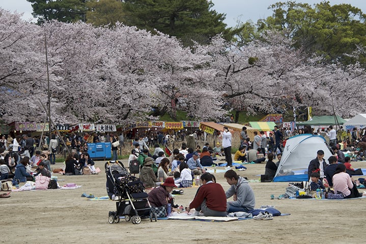 Hanami (Festival das Cerejeiras) - Hanami significa observar as flores. A época de floração depende da região (março a maio). As pessoas se reúnem para admirar as famosas sakuras (cerejeiras) e fazem piquenique sob as árvores. Um momento especial também para os turistas. 
