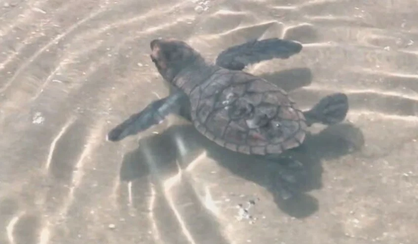  As extremidades da tartaruga-de-couro são em forma de nadadeira e a espécie pode atingir uma velocidade de até 35 km/h no oceano.