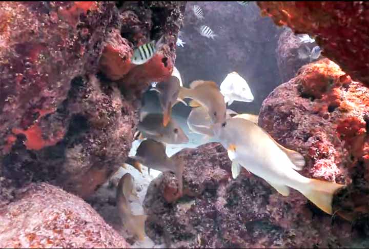 Como é uma área muito biodiversa, você pode ter muitos produtos biotecnológicos, inclusive, para a questão farmacêutica e humana. Várias substâncias antibióticas, anticâncer já foram encontradas em recifes. Então, o potencial para patentes e tecnologia é altíssimo, pontuou o professor.