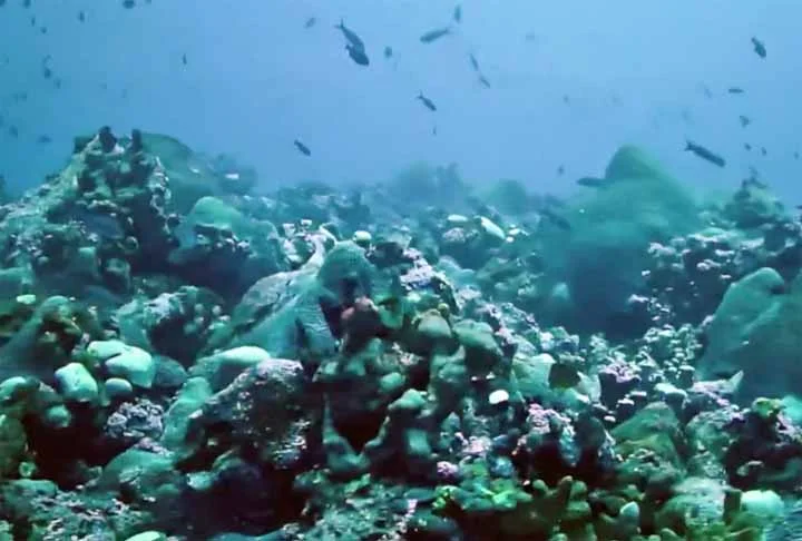 O Brasil tem um grande potencial de ser um líder nessa área ambiental, de receber recursos, fazer inclusão social, combater a pobreza e preservar os ecossistemas, finalizou o professor. Confira agora quais são as 5 maiores barreiras de corais do mundo!