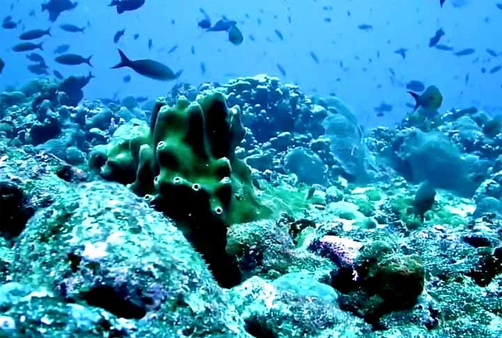 4º) Sistema Mesoamericano de Barreira de Corais (MBRS): Com quase 1.000 km de extensão, abrange as costas do México, Belize, Guatemala e Honduras, e é um dos ecossistemas mais biodiversos do planeta.