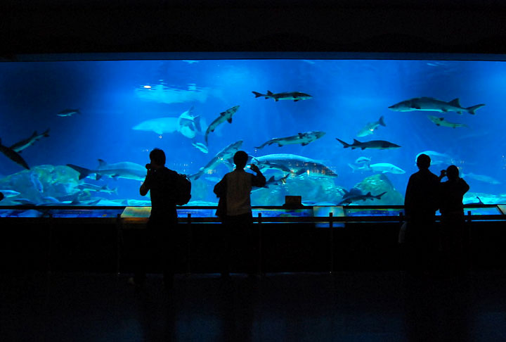 Beijing Zoo, China: Sendo um dos zoológicos mais antigos da China, o Beijing Zoo tem mais de 14.500 de animais, em uma área enorme de 220 acres. 