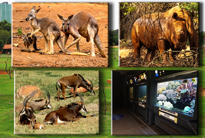 Você pode ver leopardos, rinocerontes, leões, elefantes, girafas e outros bichos em seus espaços “naturais”. Além disso, o zoológico também abriga muitos animais de outras partes do mundo, incluindo pandas e saguis.