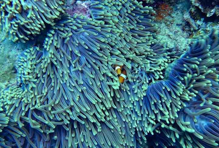 A descoberta oferece ao Brasil uma chance única para explorar de forma sustentável essas riquezas. De acordo com o pesquisador, estudos indicam que cada hectare de recife gera US$ 355 mil por ano para a sociedade.