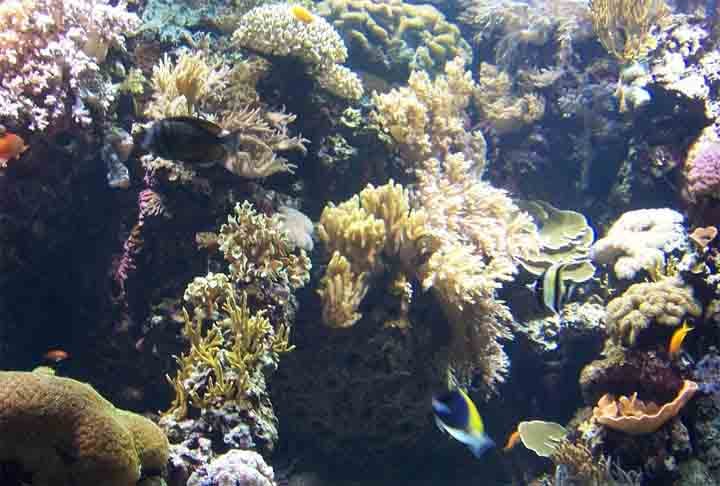 Um dos 23 autores da pesquisa, o professor do Instituto de Ciências do Mar (Labomar) da Universidade Federal do Ceará (UFC), Marcelo Soares, disse: O sistema da costa da Amazônia, que começa na Guiana Francesa e passa pelo Pará, Amapá e Maranhão está conectado ao da costa semiárida. Esses dois sistemas estão conectados ao da costa leste do Brasil, que é Rio Grande do Norte, Paraíba, Pernambuco, Alagoas, Bahia, chegando até o Sudeste.