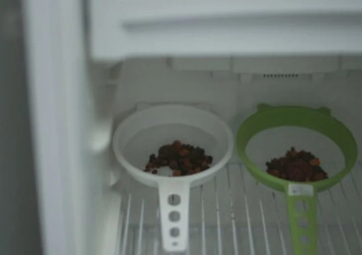 Depois de encontradas e lavadas, as pedras de vesícula de boi são levadas para conservação na geladeira, que fica com uma tranca. Um funcionário é encarregado de zelar pela segurança do local evitando furtos. 