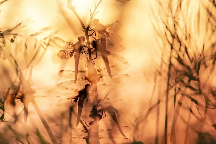 Dragões empoleirados, por Daniel Trim: Premiada na categoria Grã-Bretanha Oculta, a foto registra várias libélulas juntas se posicionando para pegar o sol nascente.
