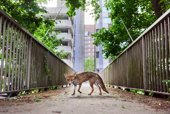 “Exploradora Urbana”, por Simon Withyman: O fotógrafo acompanhou a jornada de uma raposa fêmea em Bristol por três anos, registrando seus desafios urbanos e sua rotina como mãe. A foto venceu na categoria geral e na de Vida Selvagem Urbana.