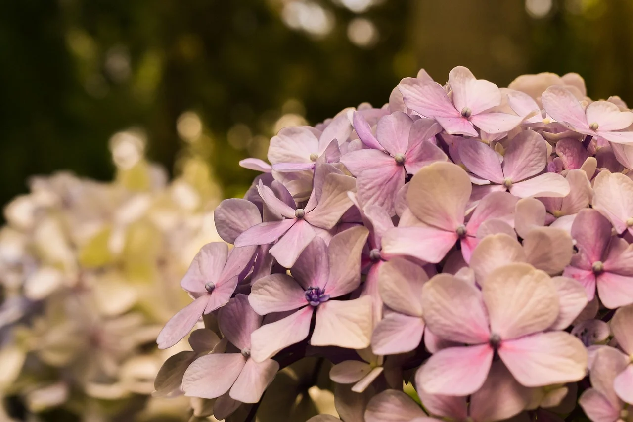 A espécie produz dois tipos de flores. As centrais, não ornamentais por serem desprovidas de pétalas bem desenvolvidas, são férteis.