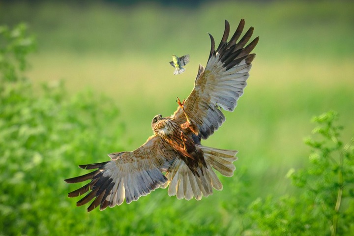 Na edição de 2025, foram enviadas 13 mil fotos em 10 categorias, com destaque para cenas bem inusitadas envolvendo animais. 