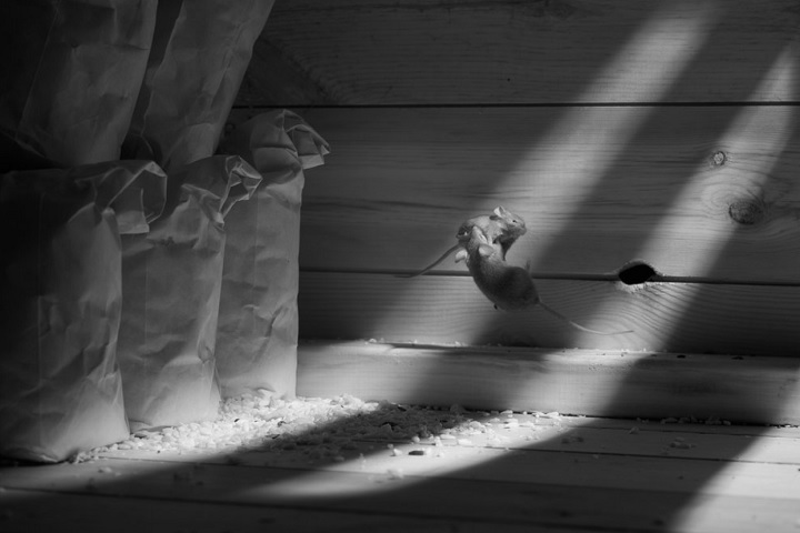 A seleção foi feita em três etapas, com jurados avaliando as imagens sem conhecer os autores. Veja os principais vencedores!