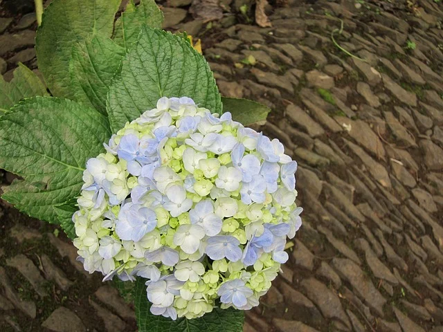 Por isso, evite exposição direta ao sol, especialmente durante as horas mais quentes do dia. Locais com luz matinal ou à tarde são ideais para um desenvolvimento robusto e concreto. 