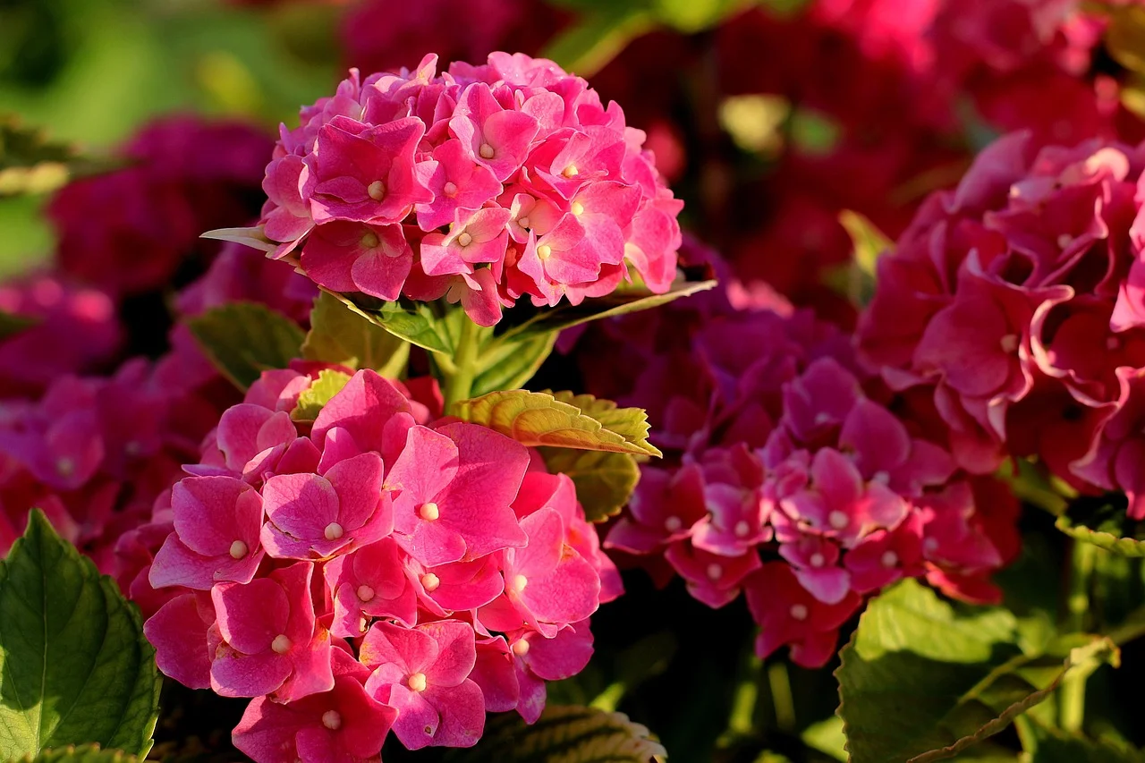 Além disso, a raiz de hortênsia também era usada naquela região para tratar doenças inflamatórias, como artrite e reumatismo.