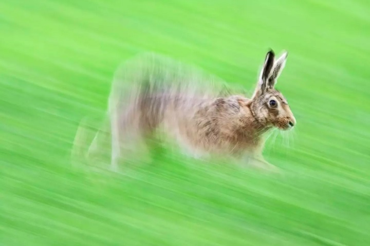 Lebre em movimento, por David Tipling: Premiada na categoria Retrato, a foto foi inspirada em uma tela do artista Robert Gillmor.