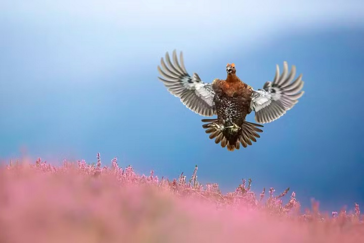 “Tetraz-vermelha chegando à terra”, por Ben Hall: O fotógrafo passou dias nos pântanos de Yorkshire capturando imagens da espécie e conseguiu registrar o momento exato em que a ave pousava com suas asas abertas.
