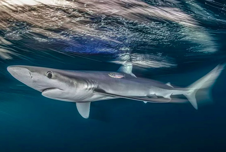 Tubarão Azul, por Nicholas More: Vencedora na categoria Costa Marinha, a foto registra um tubarão-azul, famoso por interagir com os mergulhadores nas águas do Reino Unido no verão.
