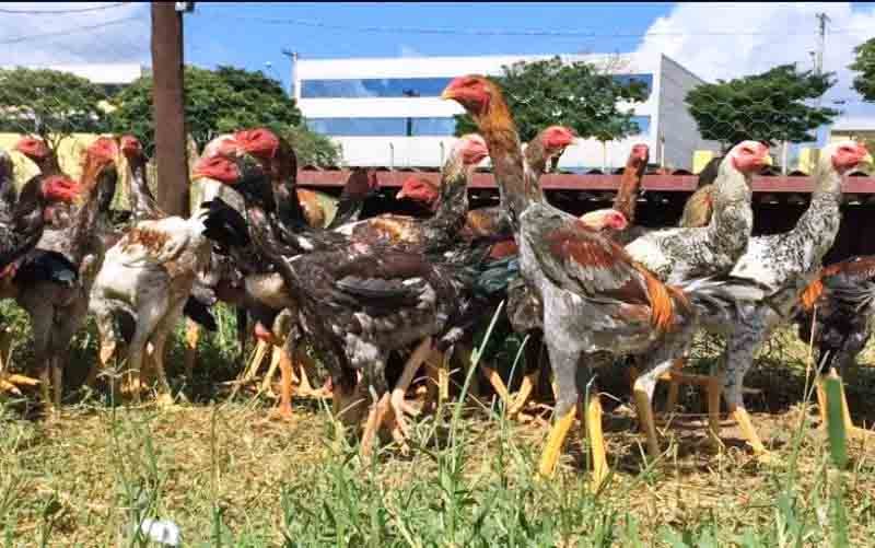 Raça encontrada em algumas pequenas propriedades pelo Brasil, tem como característica que mais chama a atenção o tamanho dos galos.