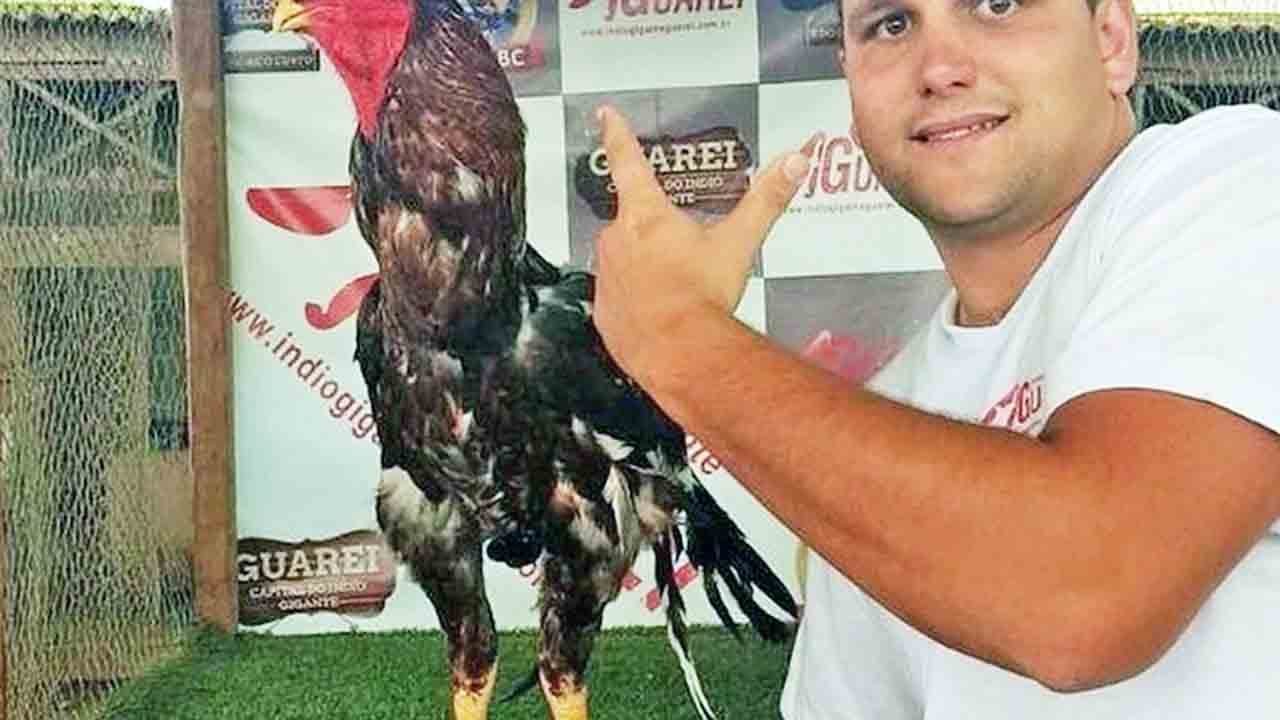 O macho adulto pode pesar até oito quilos e a fêmea, cinco.No entanto, muitos criadores incorporam essas aves nas propriedades pelo exotismo e não as abatem. 