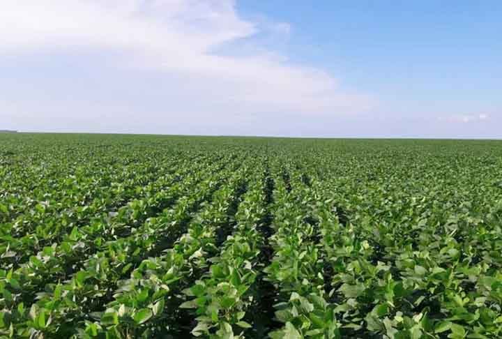 As moradias desses animais estavam atrapalhando plantações locais e os sistemas de irrigação.
