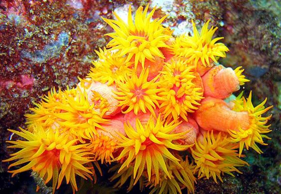 Essa espécie vem se espalhando no litoral brasileiro desde a década de 1980 e a situação foi se agravando de tal forma que o governo criou um plano para contenção.