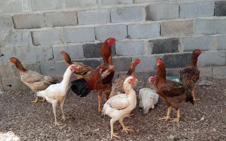 Segundo o produtor, o crescimento da espécie é mais rápido se comparado ao de outras. Em cinco meses, as aves já podem ser abatidas. 