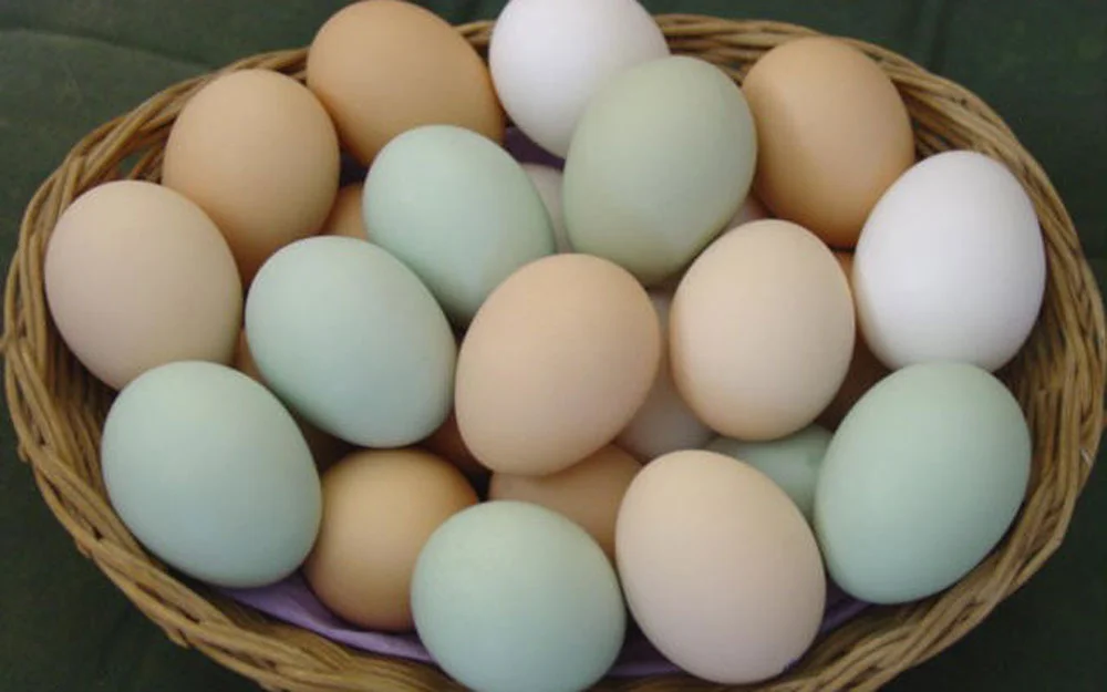 As galinhas Índio Gigante costumam botar ovos de cor marrom, variando entre tonalidades mais claras e escuras. Mas a coloração dos ovos é variada: branco, bege, vermelho, azul e verde.