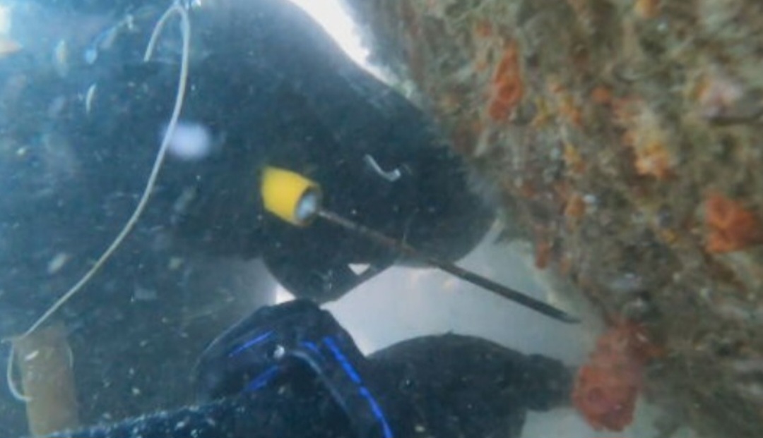 Essa estratégia é considerada adequada porque não usa produtos químicos e remove apenas o coral-sol sem afetar outras espécies