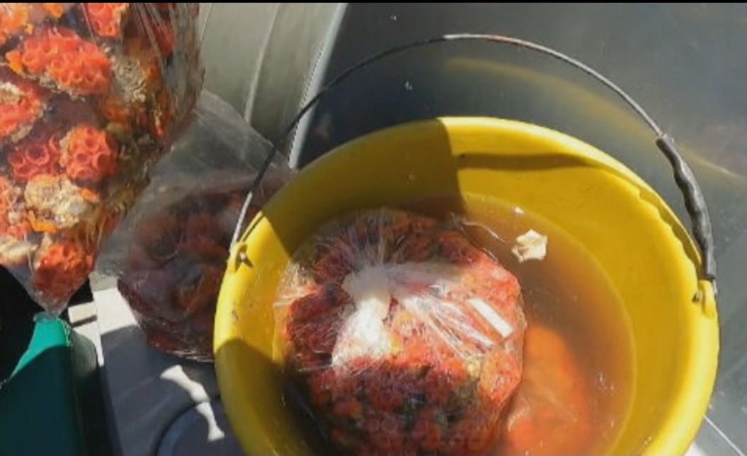 Cada colônia removida do substrato deve ser  acondicionada de forma  individual com água do mar individualmen com água do mar no recipiente