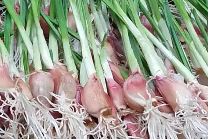 Com um dos sabores e cheiros mais comuns e típicos da culinária brasileira, o alho se tornou um dos mestres dos temperos e faz parte da cultura nacional. Além de ser cultuado na cozinha, este alimento também pode ser usado em medicamentos caseiros e traz benefícios importantes para a saúde.