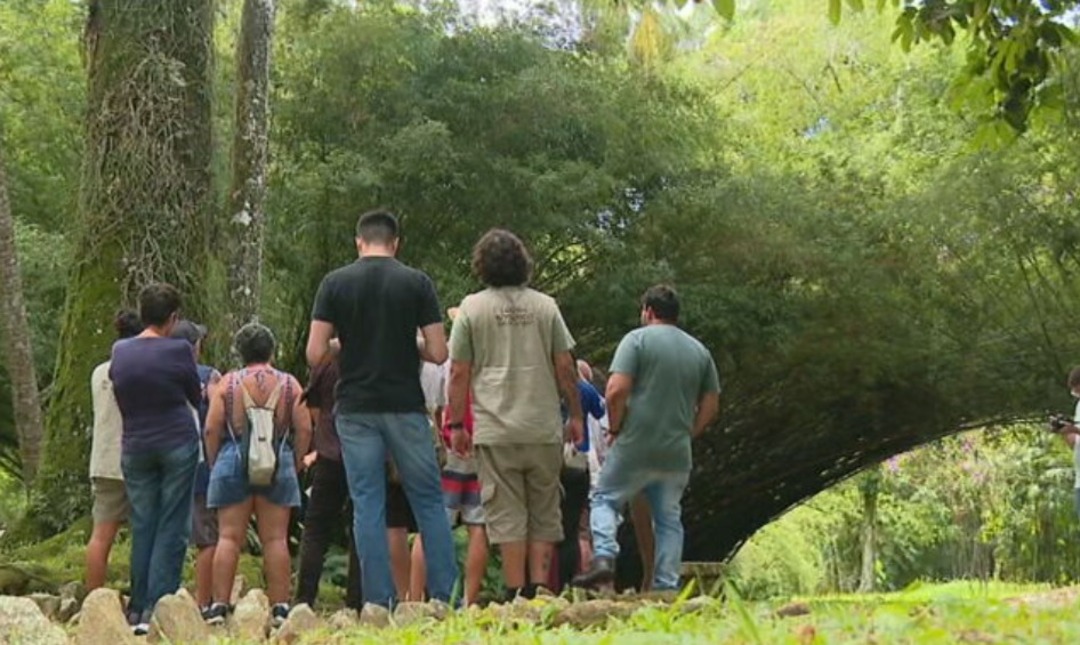 No Jardim Botânico do Rio, os visitantes podem ver mais de 20 exemplares , o mais alto deles com 31 metros de altura.