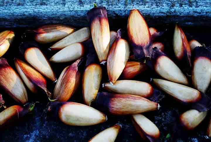 Com isso, ele é a designação genérica da semente de várias espécies de pinaceaes, plantas gimnospérmicas, isto é, cuja semente não se encerra num fruto. 