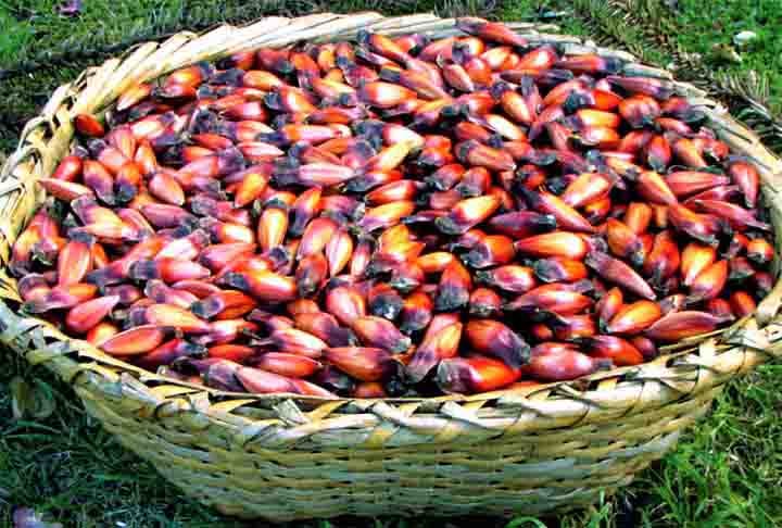 Ele também é fonte de vitaminas do complexo B, que contribuem para o bom funcionamento cerebral. O consumo regular deste alimento auxilia no raciocínio e na memória.