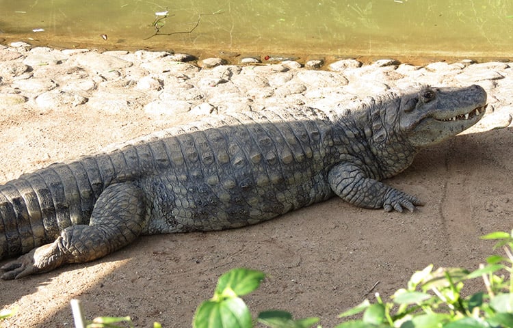 A fase de crescimento dos jacarés dura nada menos que 30 anos (às vezes até mais), até que atinjam o ser tamanho máximo. 
