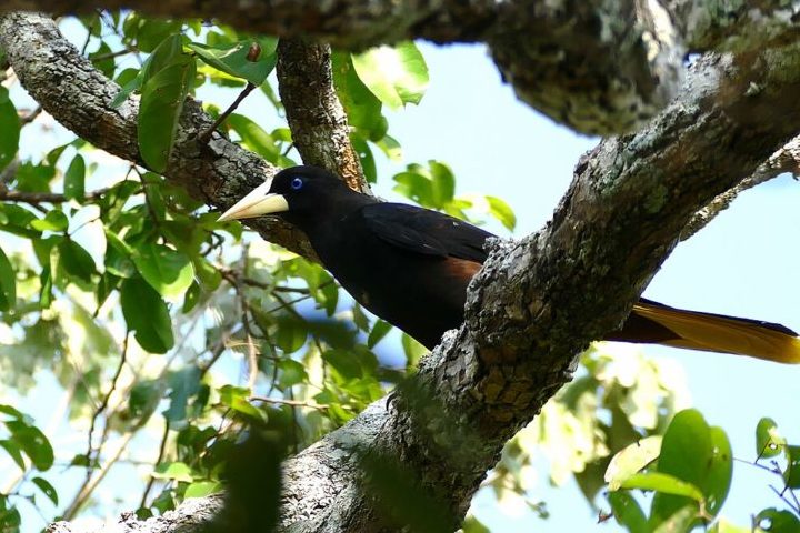 Distribuído em florestas da América do Sul, incluindo Panamá, Trinidad, Peru, Bolívia e Amazônia brasileira, o japiim se alimenta principalmente de insetos, mas também consome frutas e néctar. 