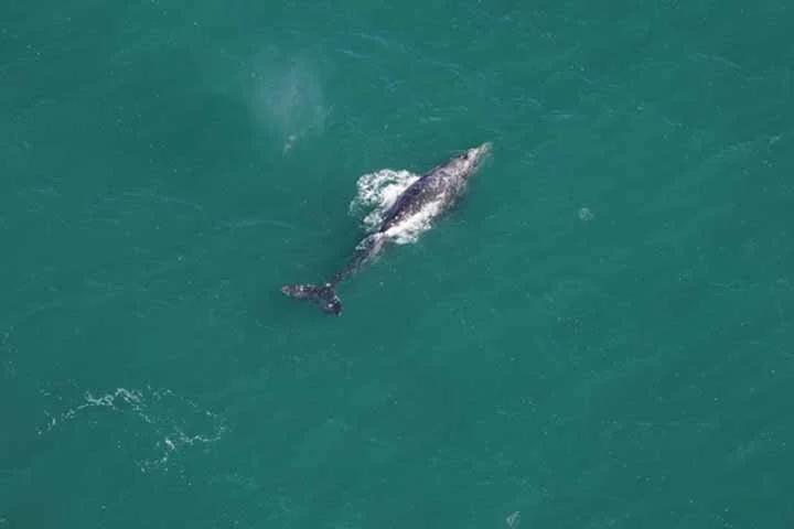 Não se sabe exatamente a expectativa de vida média da baleia-cinzenta, embora estima-se que seja entre 75 e 80 anos.