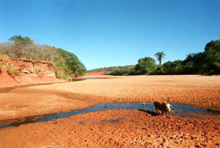 Antes tinha mais chuva. Agora diminuiu, descontrolou. Por isso, a gente tem que trabalhar com irrigação. Se não for assim, não tem como sobreviver, diz um fazendeiro para a AFP.
