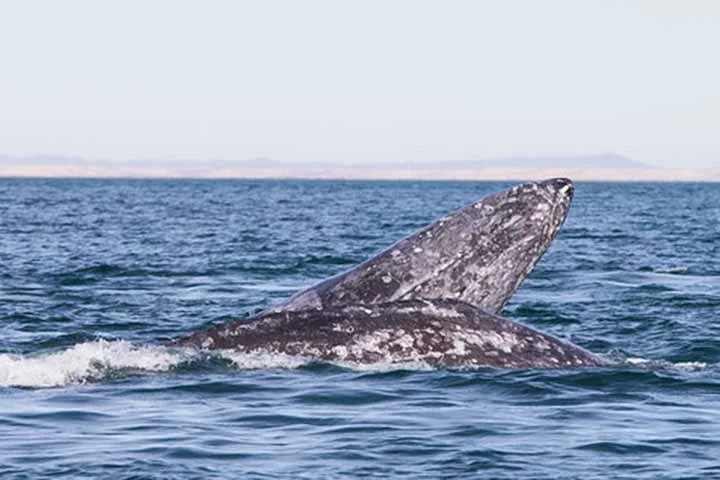 Infelizmente, no trajeto muitas vezes se defronta com ameaças como colisões com navios e enredamento em equipamentos de pesca.