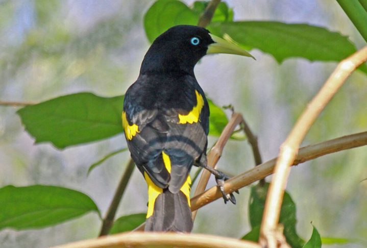Eles fazem uma espécie de duelo musical, e quem não consegue acompanhar ou completar as músicas perde a competição.