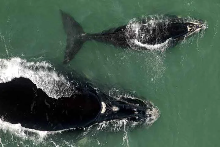 A vinda para as águas mais tranquilas e quentes do Brasil têm um motivo: o nascimento de filhotes, que medem entre 4 e 5 metros e pesam cerca de duas toneladas.