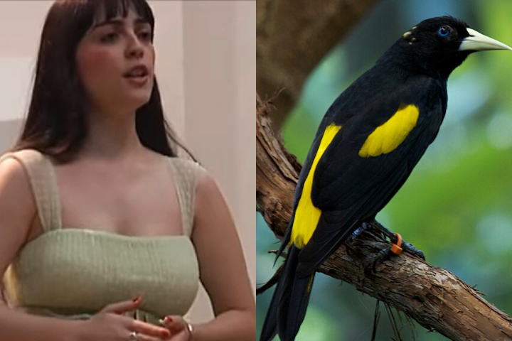 A música foi interpretada pela pianista Patrícia Valadão em 2009, durante o recital de mestrado de Isabela de Figueiredo Santos na Escola de Música da UFMG.