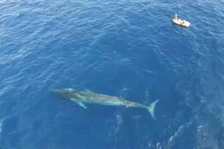 A baleia-fin pode medir 27 metros e pesar até 70 toneladas. Elas foram caçadas no século passado, causando uma diminuição de sua população estimada em 70%. Também continuam a ser caçadas em pequenos números pelo Japão e também sofrem impactos decorrente de colisões com grandes navios. 