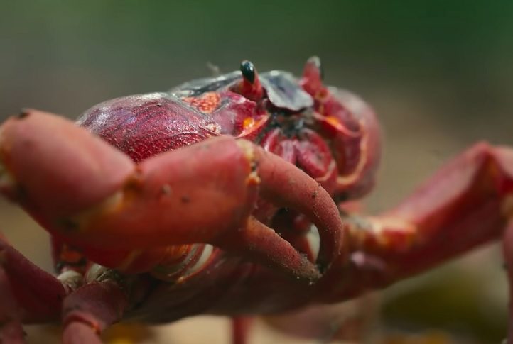 Adaptação ao ambiente terrestre: Os caranguejos-vermelhos gigantes desenvolveram adaptações únicas para a vida terrestre, como pulmões modificados que lhes permitem respirar ar e garras poderosas que ajudam na escalada de árvores e na defesa contra predadores.