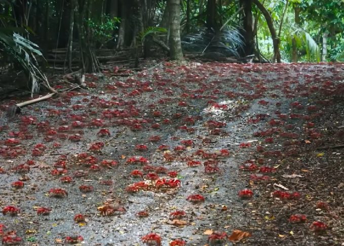 Outra ameaça aos caranguejos-vermelhos gigantes tem sido a introdução de espécies invasoras, como ratos e gatos selvagens, que representam uma ameaça à população dos crustáceos.