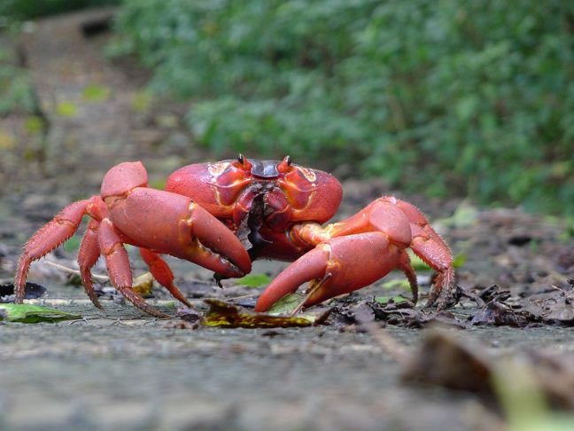 Com até 12 cm de comprimento e um peso de até 400 gramas, os caranguejos-vermelhos gigantes não são os maiores da sua espécie, embora algumas fêmeas possam atingir 40 cm de envergadura.