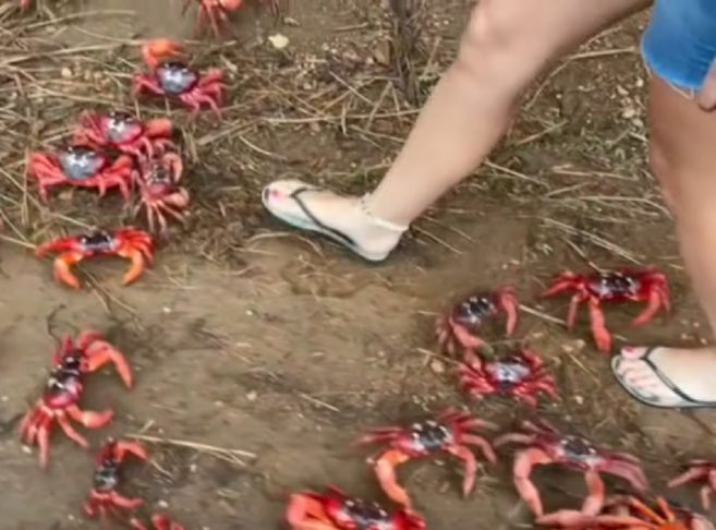 Os caranguejos, que chegam a ter uma população de mais de 100 milhões de animais, são exclusivos da Ilha de Christmas, onde a maior parte do território faz parte de um parque nacional sob proteção das leis australianas