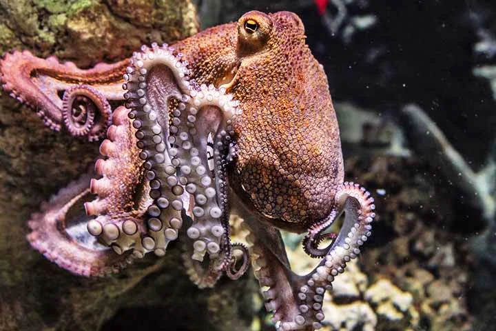 O que já se sabe, no entanto, é que os polvos representam uma forma alternativa de inteligência, que surgiu por um caminho evolutivo totalmente distinto do nosso.