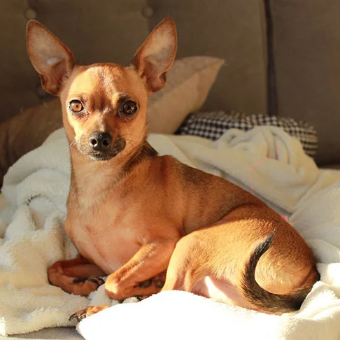 Ao mesmo tempo, o pinscher é muito brincalhão e amigável. Ele está sempre atento e é um grande guardião de seus tutores.