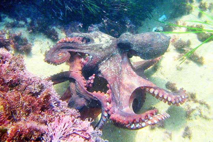 Mais impressionante ainda, os polvos são capazes de editar seu RNA (ácido ribonucleico) em tempo real, o que lhes confere uma enorme capacidade de adaptação ao ambiente — algo muito raro no mundo animal.