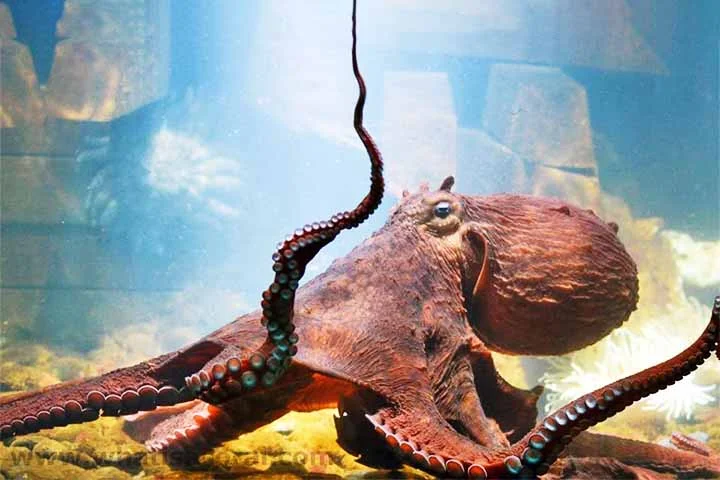 Além do sistema nervoso peculiar, o polvo também se destaca no campo genético. Seu genoma é extremamente complexo, e estudos mostraram que ele possui uma grande quantidade de genes relacionados à cognição.