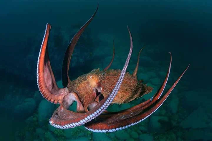 Alguns pesquisadores inclusive acreditam que eles possam sentir algo próximo de emoção e dor, o que tem influenciado debates éticos sobre o uso desses animais em experimentos científicos.